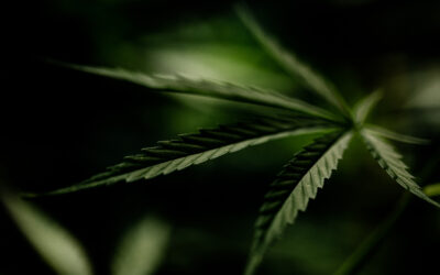 L’Onu cancella la cannabis dall’elenco delle sostanze stupefacenti: “Ha proprietà curative”